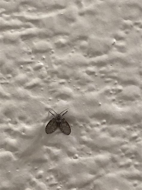 Tiny Black Moth Rwhatsthisbug