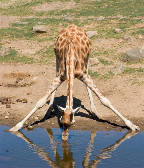 Giraffe drinking water – Artofit