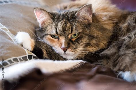 Grumpy Maine Coon Cat Closeup Lying On Living Room Red Couch In Home