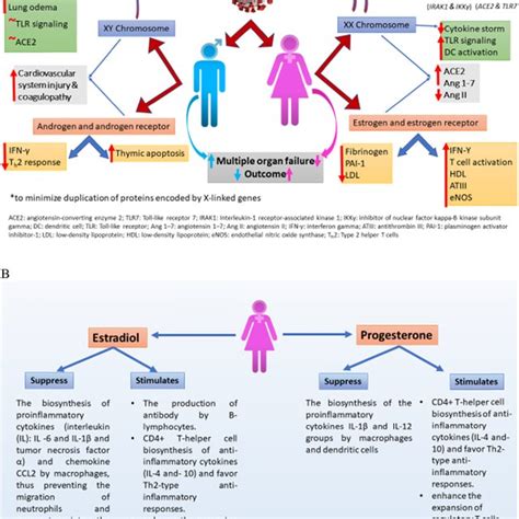 Role Of Sex Chromosomes A And Sex Steroid Hormones B In