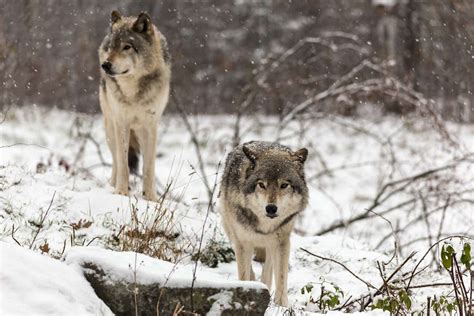 The Economic Benefits And Struggles Of Wolves In Yellowstone