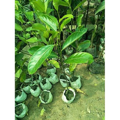 Full Sun Exposure Deshi Jack Fruits Grafted Plant At Rs 120piece In