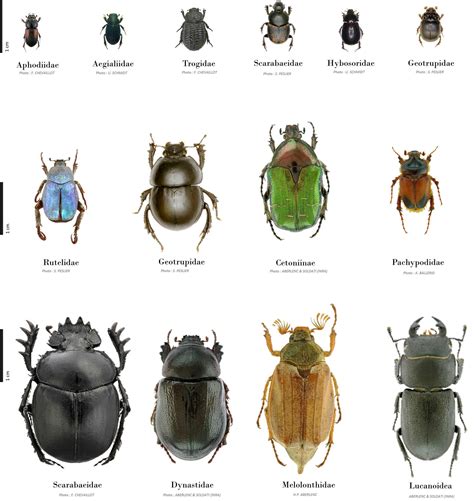 Scarabaeoidea Cl S D Identification B