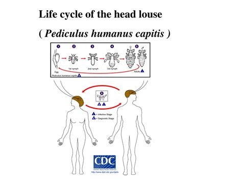 Ppt Medical Entomology Powerpoint Presentation Free Download Id