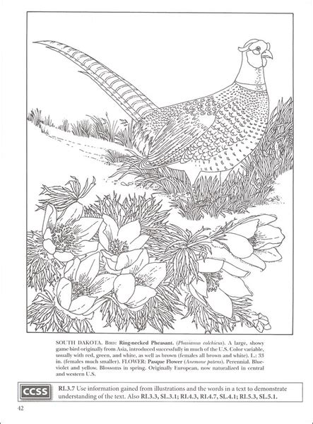 State Birds And Flowers Coloring Book