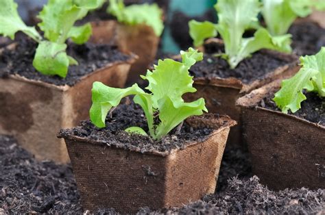 When to Plant Lettuce » Top Timing Tips