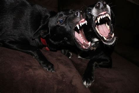 Black dog barking wide open | Free Photo - rawpixel