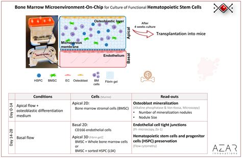 Bone Marrow On Chip Culture Functional Hematopoietic Stem Cells