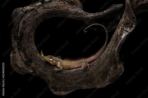 Pinocchio Lizard or Anolis proboscis, commonly known as the Horned ...