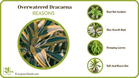 Overwatered Dracaena An Issue That Can Have Easy Fixes Evergreen Seeds