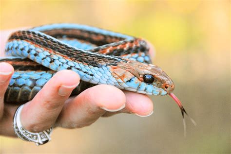 The San Francisco Garter Snake Thamnophis Sirtalis Tetrataenia