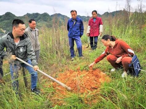 「夏秋攻勢」青槓坡鎮：干群齊上陣 萬畝油茶秋季管護工作拉開序幕 每日頭條