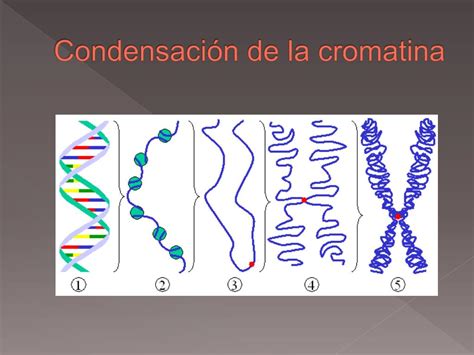 Ppt Organización Citológica Del Material Genético Powerpoint