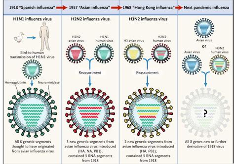 Flu Virus Creative Biolabs