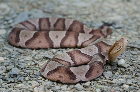 Copperhead | Animal Kingdom