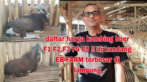 Daftar Harga Kambing Boer F F F F F Di Kandang Eb Farm Terbesar