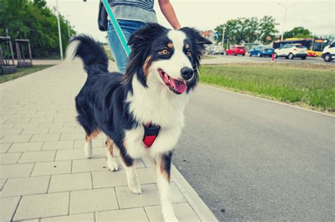 Australian Shepherds: The Perfect Service Dog Breed? | AussieBase