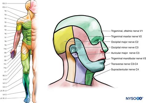 Dermatome Map Head And Neck