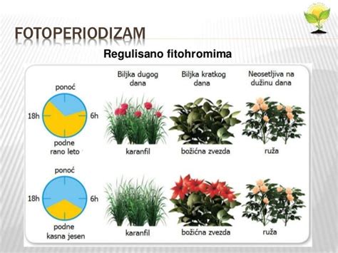 Svetlost i živi svet