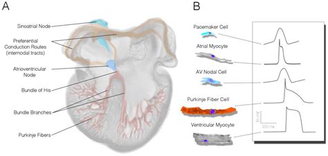 Purkinje Cells Heart