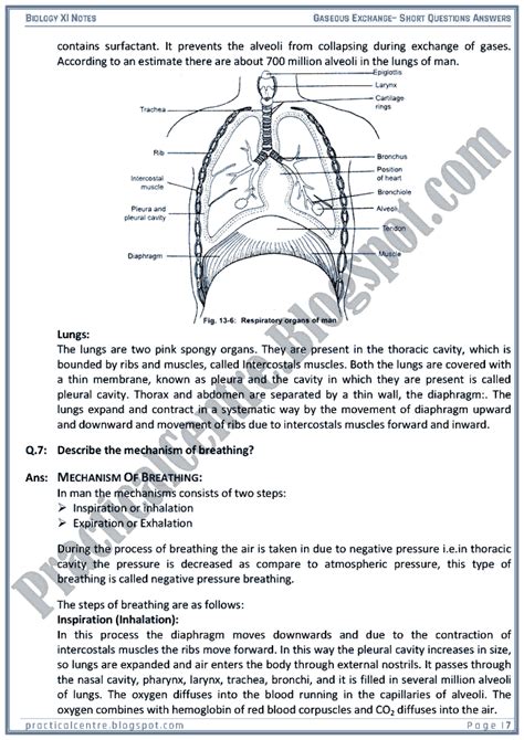 Gas Exchange Exam Questions Gcse