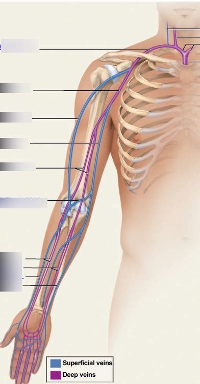 Arm Veins Diagram Quizlet