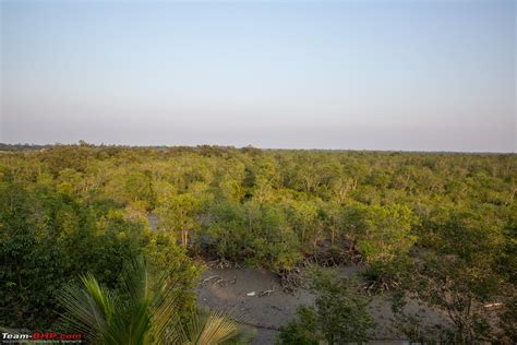 In search of the Legendary Swamp Tiger - Sundarbans Tiger Reserve ...