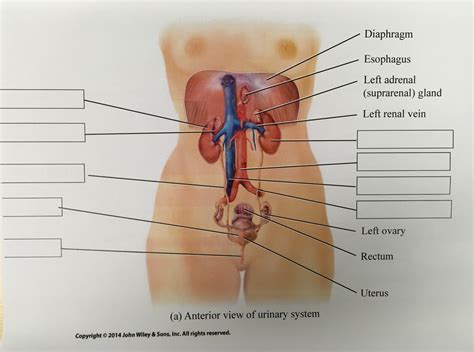 Biol Urinary System Anterior View Diagram Quizlet