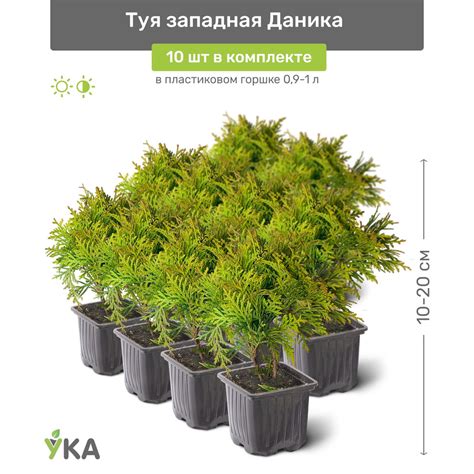 Туя западная Даника (Danica) 10-20 см в пластиковом горшке 0,9-1 л ...