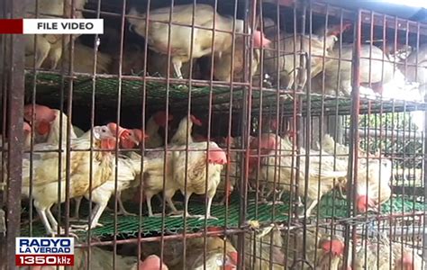 Sakit Ng Mga Manok Sa Isang Farm Sa Cabiao Nueva Ecija Inaalam Pa Ng