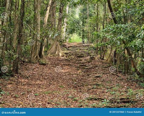 Beautiful Forest Way In Silent Valley National Park Forest In Palakkad