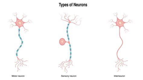 Different Types of Neurons 8131483 Vector Art at Vecteezy