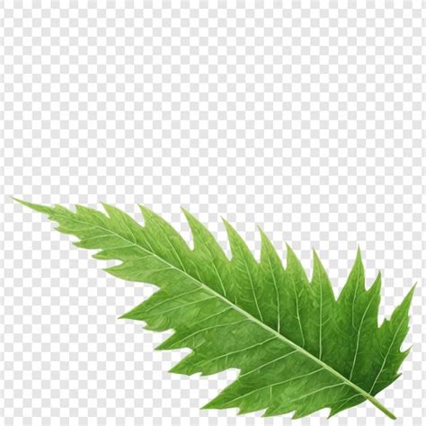 premium psd  leaf   transparent background   green leaf