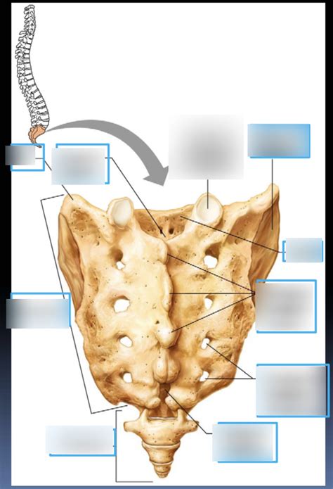 Sacrum Diagram Quizlet