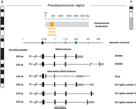 The Shox Gene The Shox Gene Maps To 505527 Kb From The Telomere Of Download Scientific