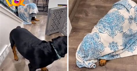 Facebook Viral Perrita Juega A Las Escondidas Con Su Due A Y Se Cubre