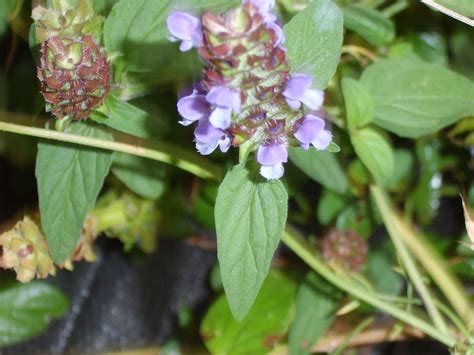 All Heal Organic Medicinal Live Plants For Sale Crimson Sage Nursery