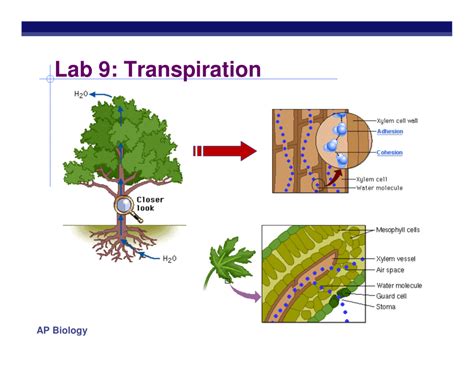 Lab 9: Transpiration