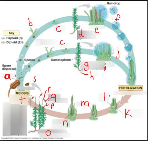 Labeling Nonvascular Plant Lifecycle Diagram Quizlet