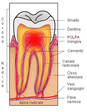 Quali Sono I Sintomi Di Una Pulpite Cosa Fare Quanto Dura