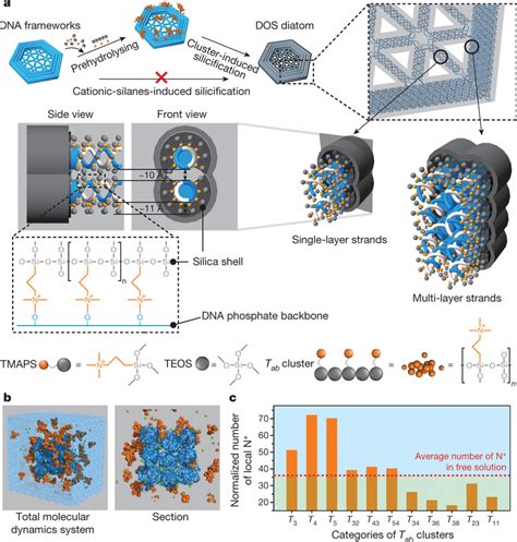 Schematic Illustration And Molecular Dynamics Simulation Of Dos