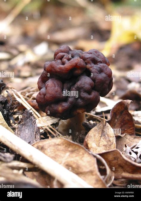 False Morel Fungus Gyromitra Esculenta Stock Photo Alamy