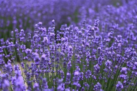 Como Secar Lavanda 5 Passos