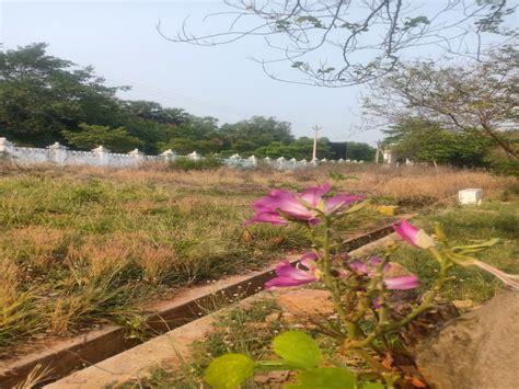 Residential Plot 200 Sq Yards For Sale In Kapuluppada Visakhapatnam