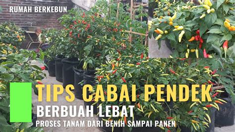 Cara Tanam Cabai Rawit Agar Berbuah Lebat Dengan Metode Potong Pucuk