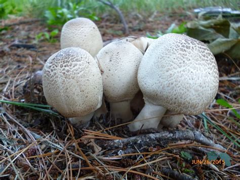 Agaricus Approximans Agaricus Approximans Picture Mushroom