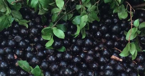 Jabuticaba fruit