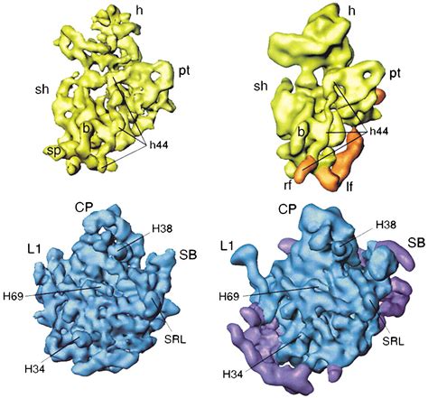 Ribosomes Structure