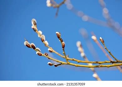 Pussy Willow On Tree Branch On Stock Photo Shutterstock