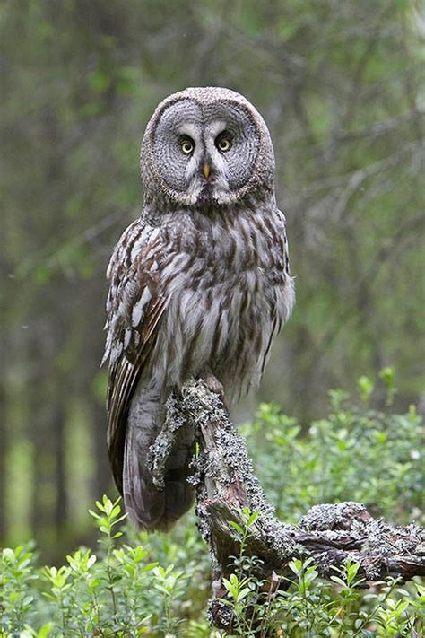 Pin On Owls In Great Grey Owl Owl Photography Gray Owl In